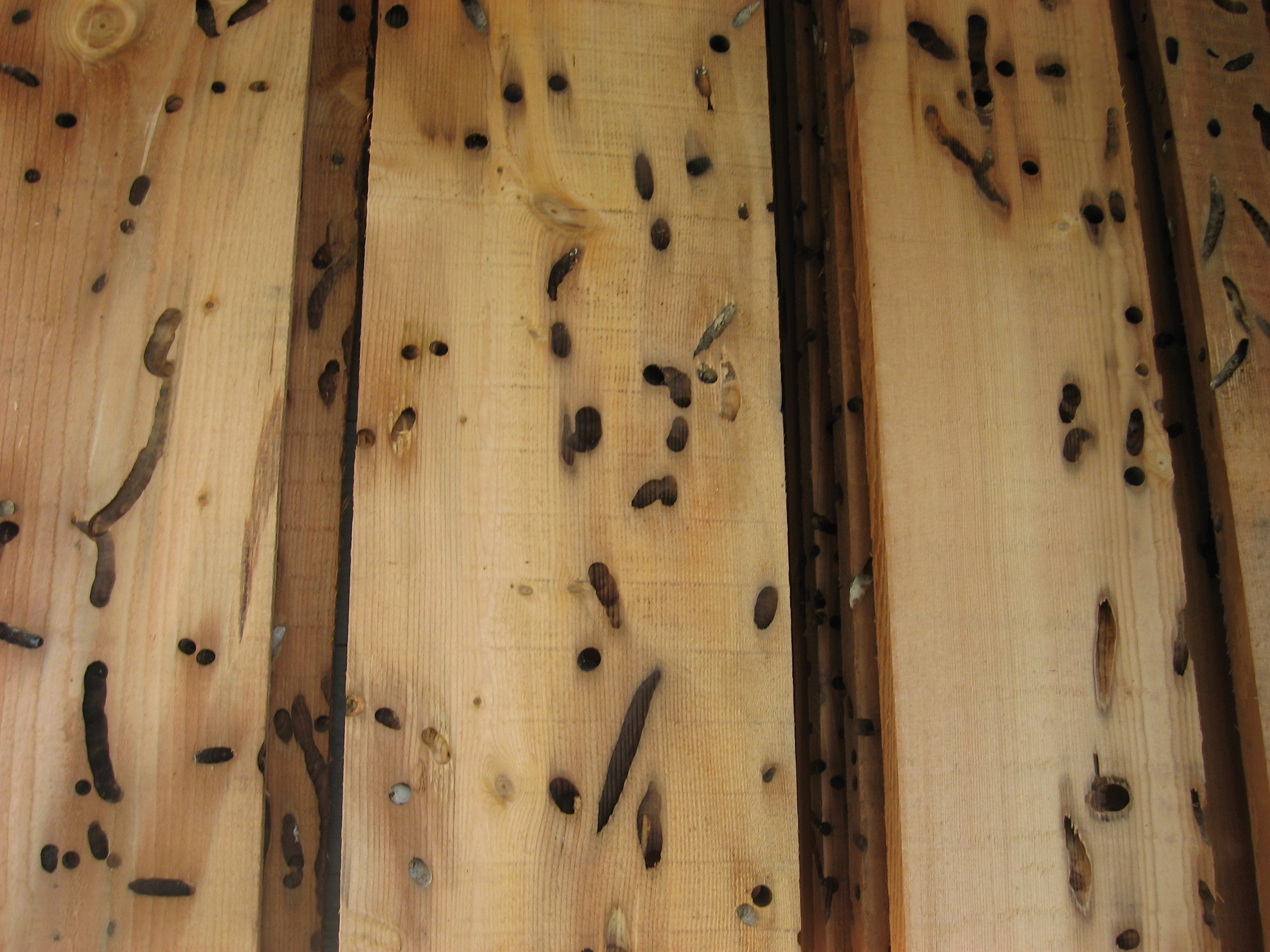 Wormwood-recycled lumber-Trinity River Marine
