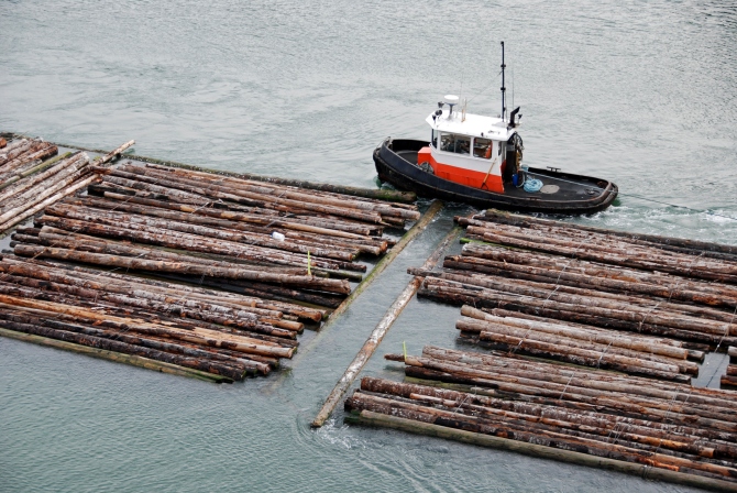 Tugboat guiding log rafts to sawmill upriver